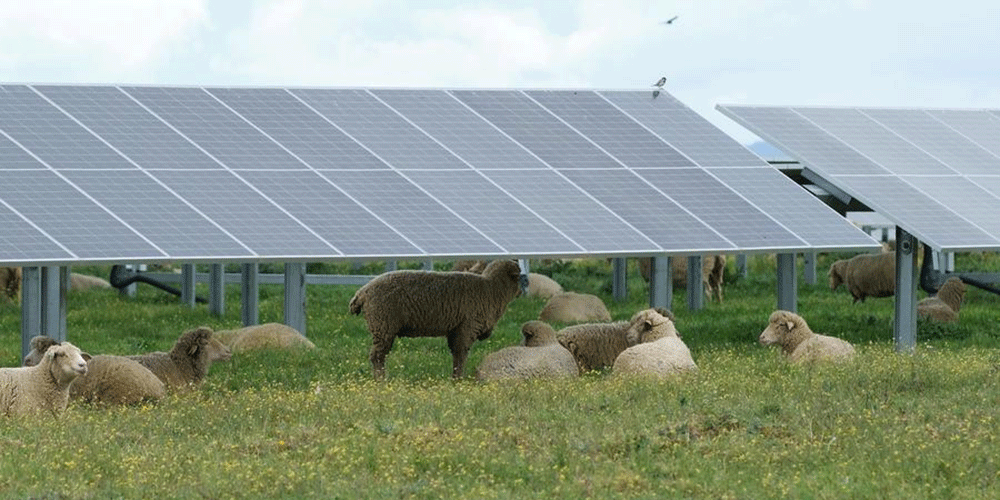 Parceria de energia verde entre China e UE impulsiona desenvolvimento sustentável além das fronteiras