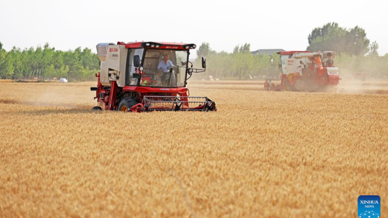 China colhe trigo em meio a esforços para garantir segurança alimentar