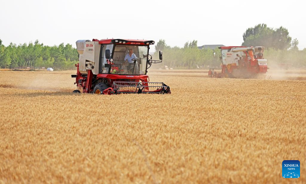 China colhe trigo em meio a esforços para garantir segurança alimentar