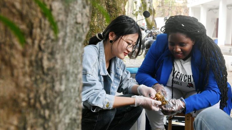 Agricultura africana prospera com tecnologia chinesa e acesso ao mercado chinês