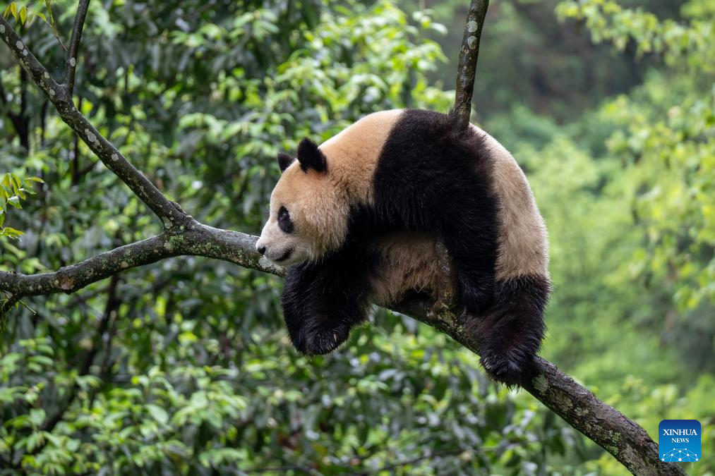 Pandas gigantes partem de sua cidade natal para EUA