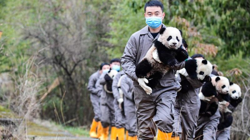 Primeira “faculdade do panda gigante” da China começa a matricular estudantes