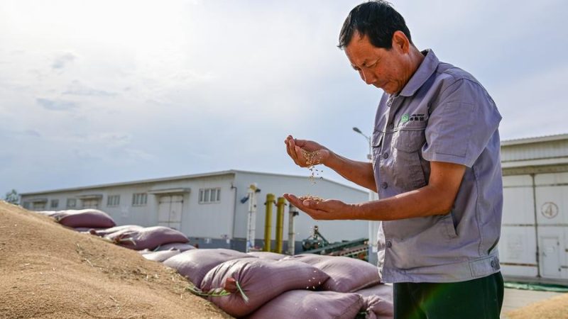 Xinjiang bate recordes de produção de trigo na China