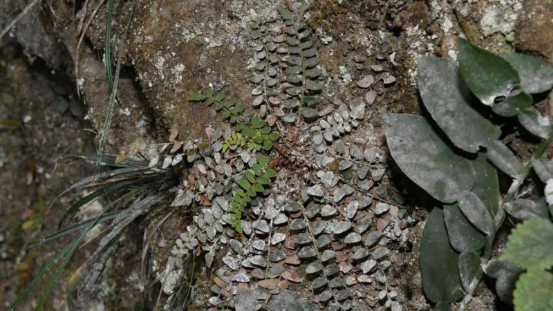 Encontrada nova espécie de plantas no sul da China