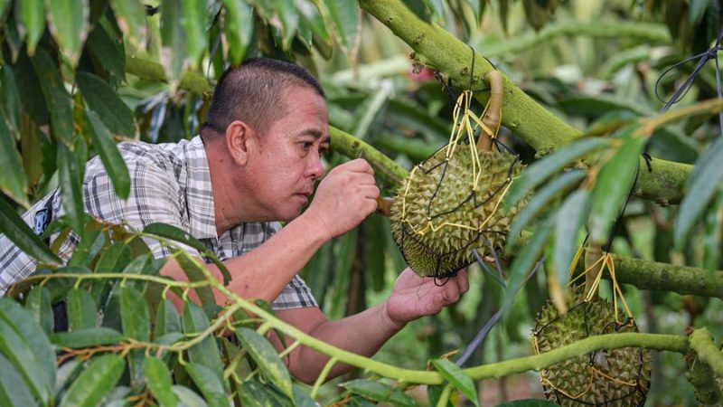 China e membros da ASEAN estabelecem aliança de inovação científica e tecnológica sobre durians