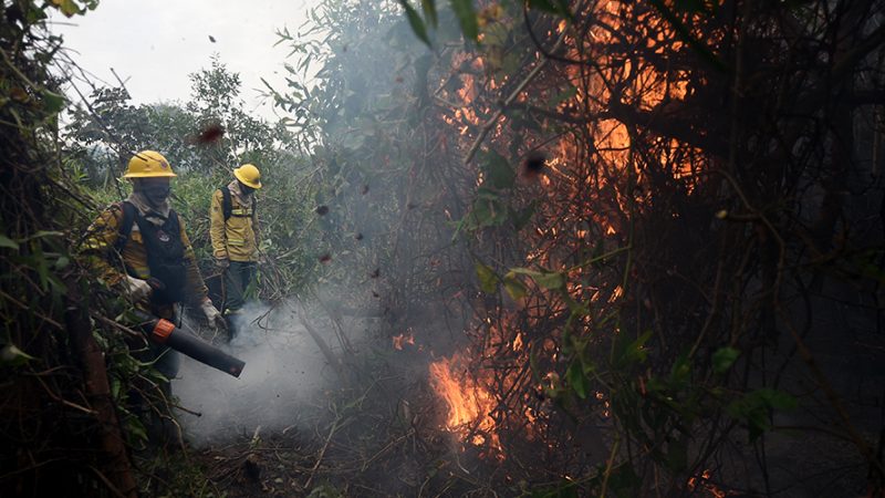 Incêndios no Pantanal brasileiro degradaram 9% da vegetação em cinco anos, diz relatório