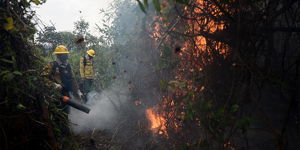 Incêndios no Pantanal brasileiro degradaram 9% da vegetação em cinco anos, diz relatório