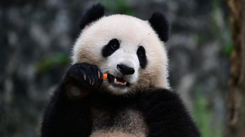 Destaque: Zoológico de Washington dá boas-vindas a novo casal de pandas da China