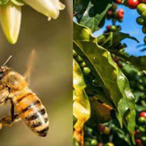 Inserção de abelhas em fazendas de café aumenta produtividade e qualidade, aponta estudo