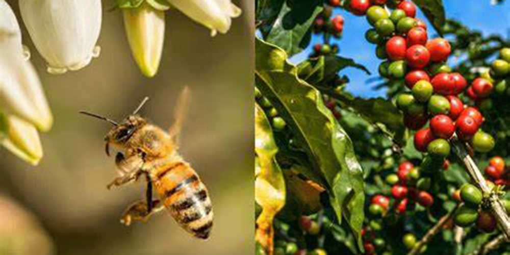 Inserção de abelhas em fazendas de café aumenta produtividade e qualidade, aponta estudo