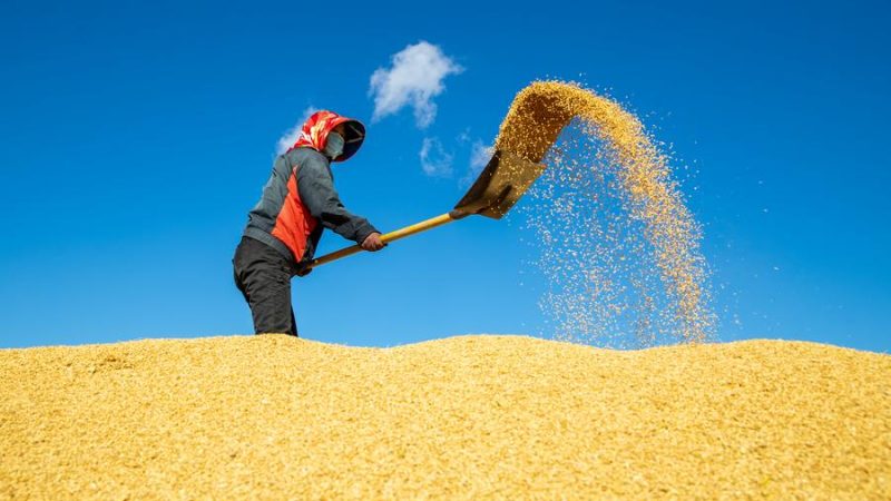 Qualidade do arroz chinês melhorado, segundo estudo