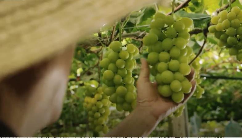 Técnico agrícola melhora condições econômicas rurais