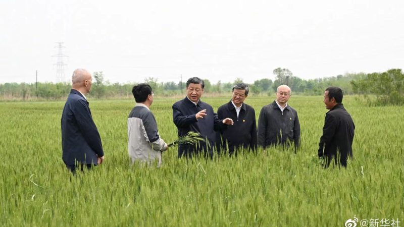 Xi Jinping inspeciona plantação de trigo e porto na província de Hebei