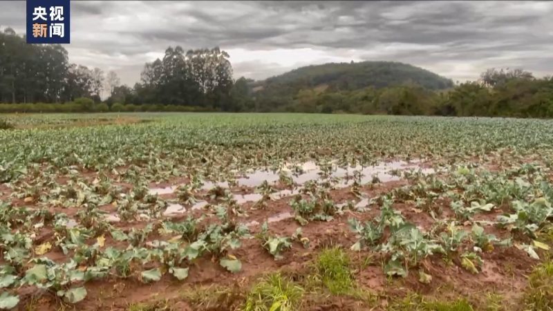 Tempestades no sul do Brasil causam grande perda para agricultores