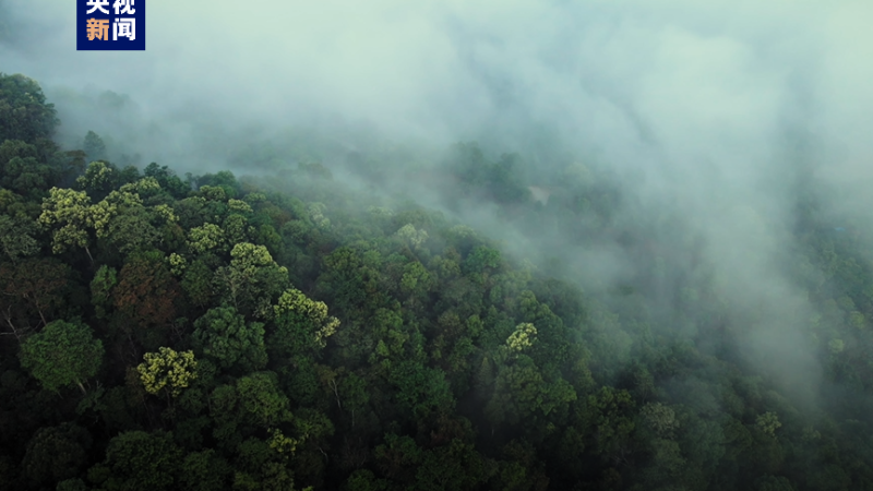 Antiga floresta do chá na China vira patrimônio cultural mundial