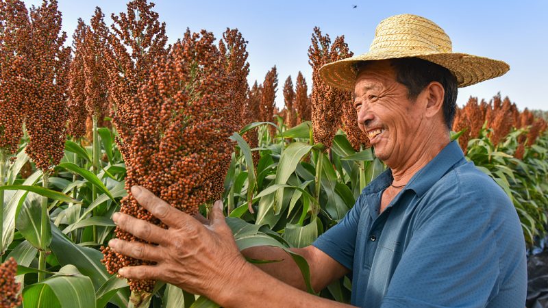 Xi Jinping envia saudações pela passagem do Festival da Colheita dos Agricultores Chineses