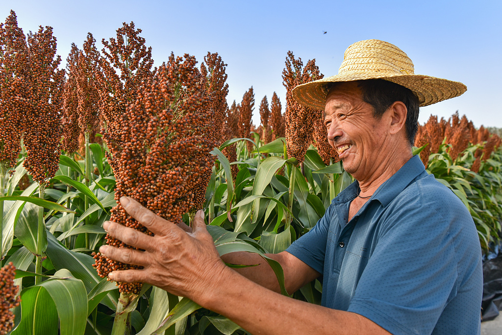 Xi Jinping envia saudações pela passagem do Festival da Colheita dos Agricultores Chineses