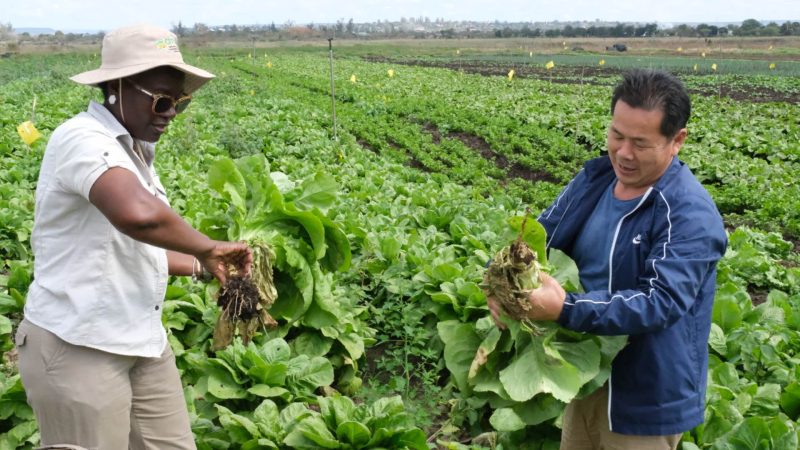 Técnicas Chinesas promovem positivamente a agricultura em Moçambique