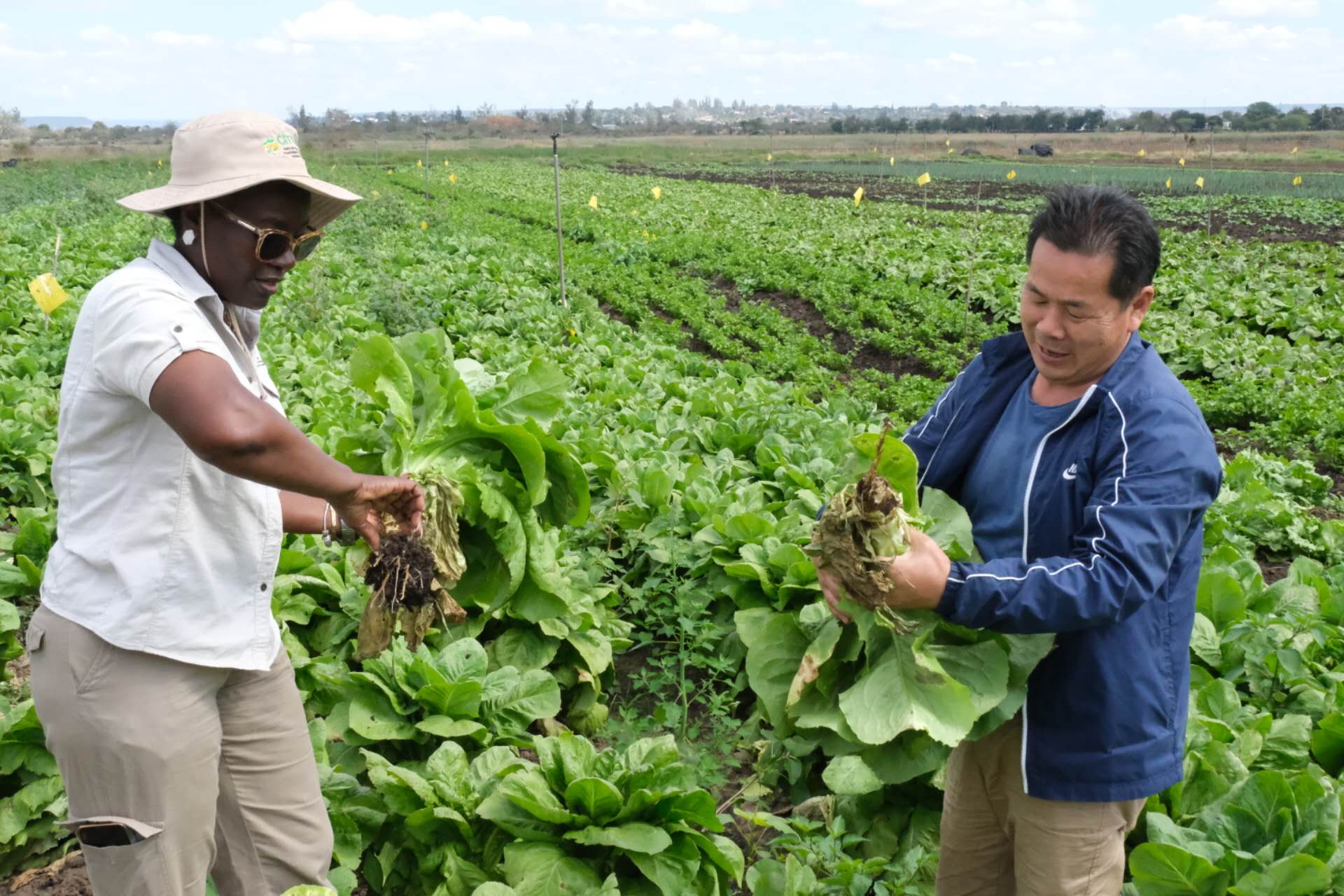 Técnicas Chinesas promovem positivamente a agricultura em Moçambique