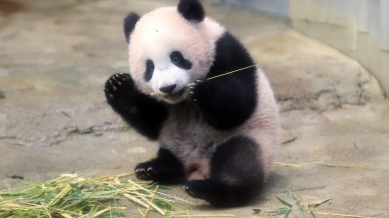 Retorno da panda gigante Xiang Xiang para a China adiado novamente devido à pandemia