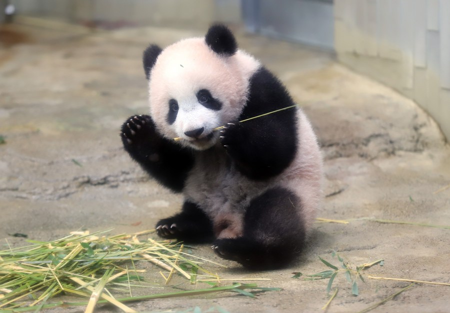 Retorno da panda gigante Xiang Xiang para a China adiado novamente devido à pandemia