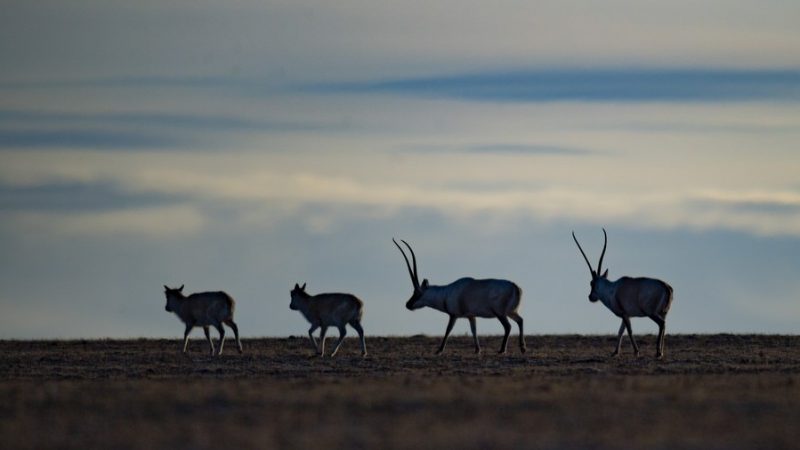 Nova pesquisa revela maior biodiversidade e novas espécies no Tibet