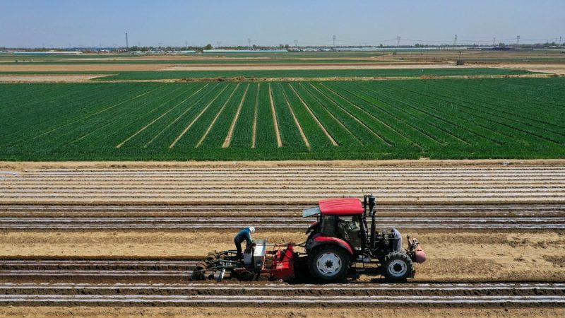 China estabilizará produção de grãos e garantirá segurança alimentar