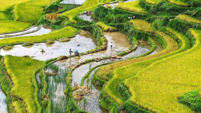 China faz progresso em buscar crescimento ecológico na agricultura, segundo relatório