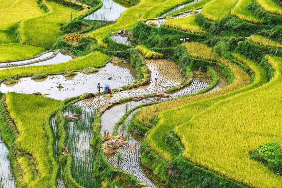 China faz progresso em buscar crescimento ecológico na agricultura, segundo relatório