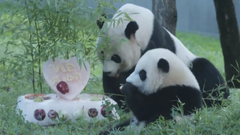 Zoológico Nacional de Washinton celebra aniversário de um ano do panda gigante Xiao Qi Ji