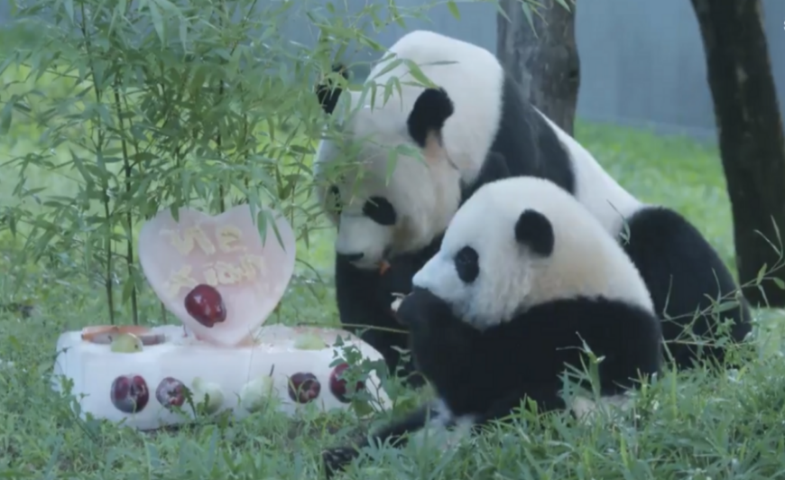 Zoológico Nacional de Washinton celebra aniversário de um ano do panda gigante Xiao Qi Ji