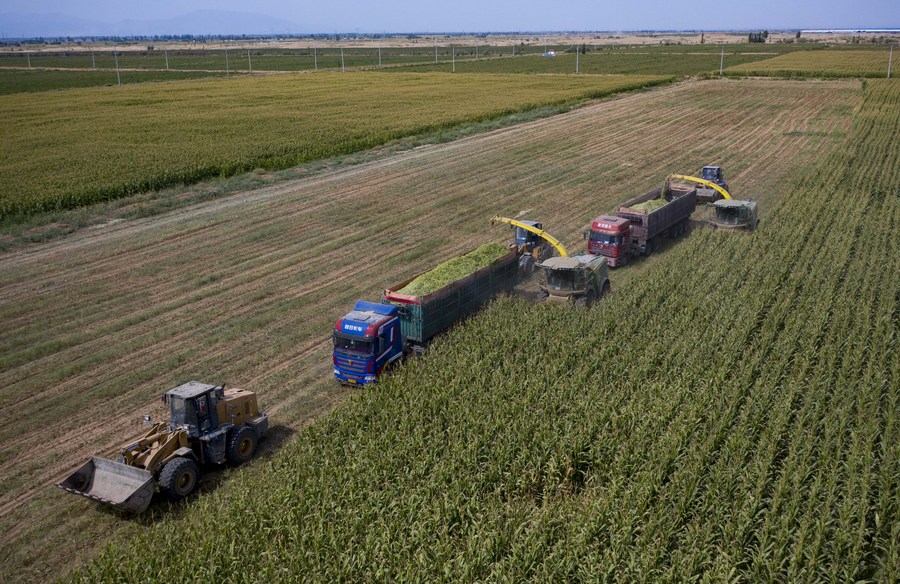 Projetos de grãos de alta qualidade da China impulsionam desenvolvimento da agricultura doméstica