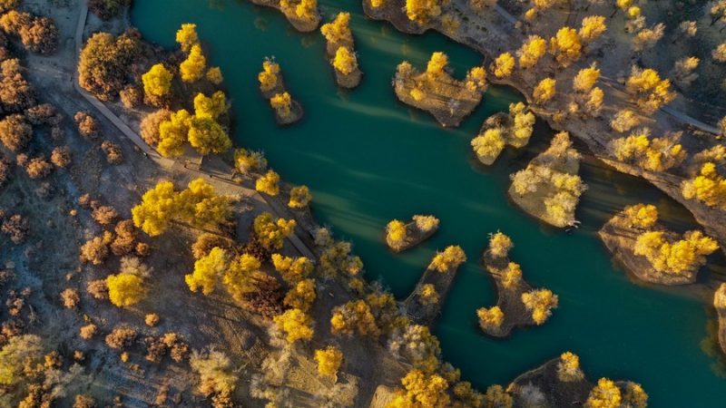 Floresta amarela dourada no norte da China se torna atração turística