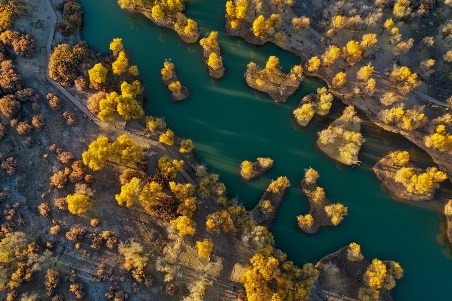 Floresta amarela dourada no norte da China se torna atração turística