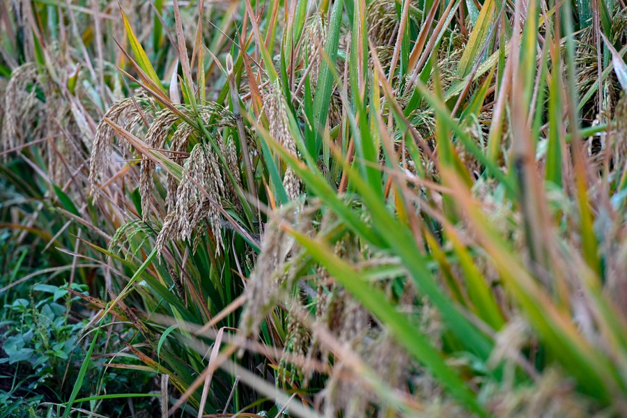 Arroz híbrido de terceira geração da China alcança alto rendimento