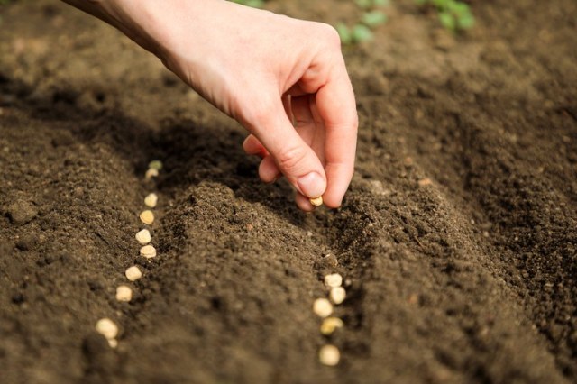 “Banco de sementes” ajuda a conservar biodiversidade agrícola em Hebei da China