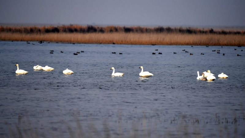 Chegam à cidade chinesa de Tianjin 400 mil aves migratórias