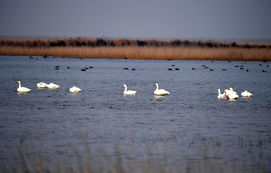 Chegam à cidade chinesa de Tianjin 400 mil aves migratórias