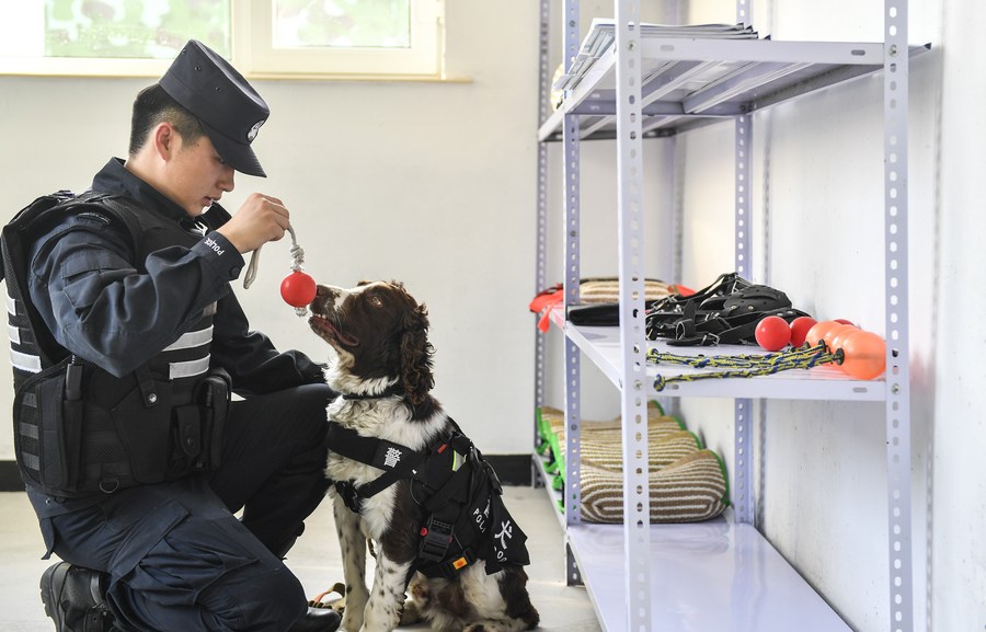 Alfândega de Shanghai reintroduz cães farejadores para inspeção de portos