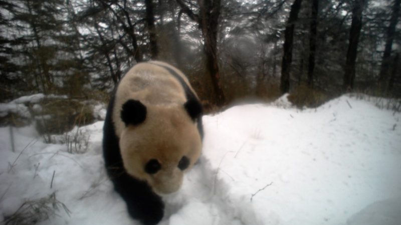 Tecnologia de reconhecimento facial possibilita melhor proteção de panda gigante