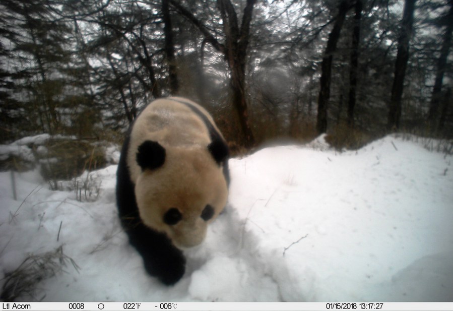 Tecnologia de reconhecimento facial possibilita melhor proteção de panda gigante