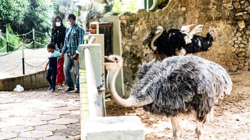 Zoológicos do Sri Lanka ficam sem fundos para alimentar animais em meio à crise econômica