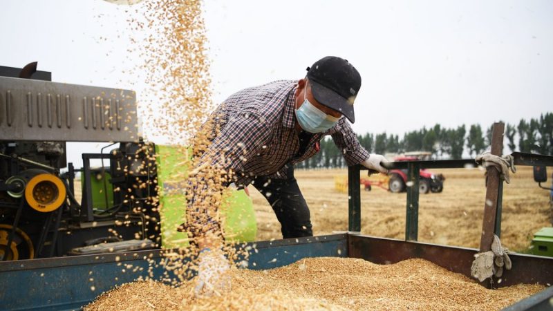 China colhe mais de 80% de trigo