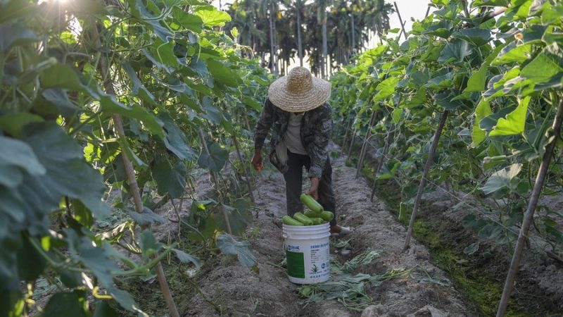 China construirá centro internacional de reprodução agrícola em Hainan