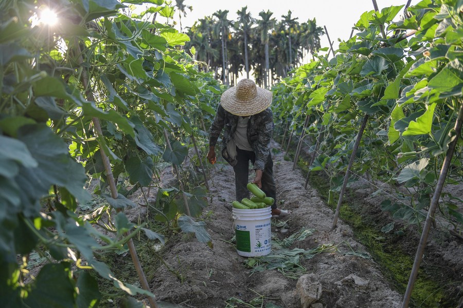 China construirá centro internacional de reprodução agrícola em Hainan