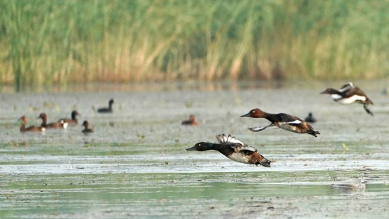 Preparativos para 14ª reunião da COP sobre conservação de pantanal estão nos trilhos