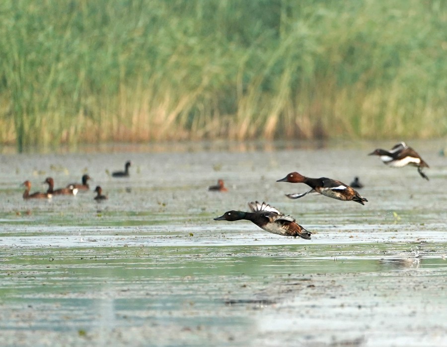 Preparativos para 14ª reunião da COP sobre conservação de pantanal estão nos trilhos