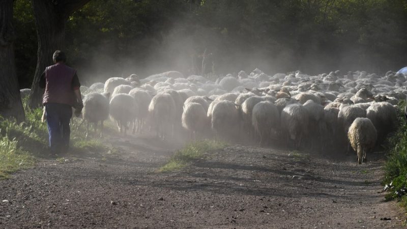 Número de fazendas italianas diminui um terço na década, diz ISTAT