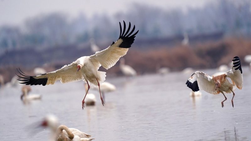 Maior lago de água doce da China encolhe 75% por causa da seca