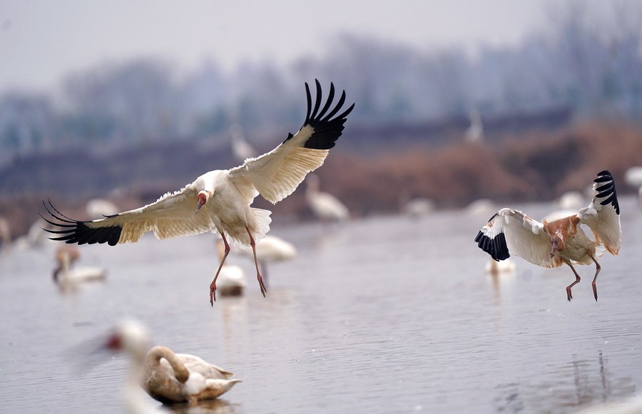 Maior lago de água doce da China encolhe 75% por causa da seca